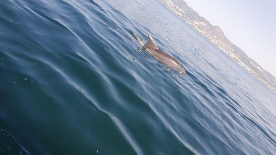 Fuengirola: Fantastische Delfinbeobachtungs-Yachttour mit Getränk