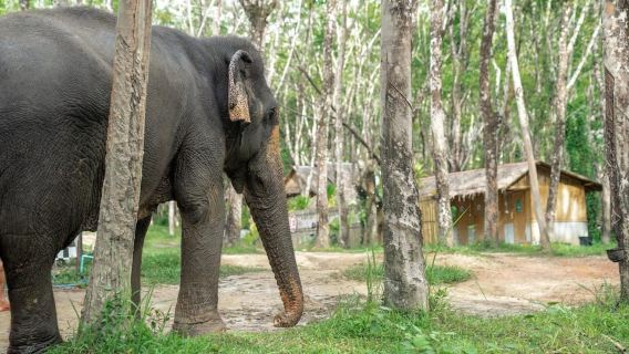 Khaolak: Elephant Sanctuary Hightlights Guide & Forage Tour