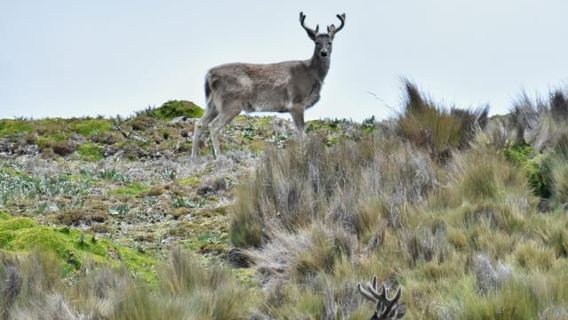 Parco nazionale di Antisana - Avvistamento del condor andino