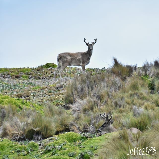 Antisana National Park - Andean Condor spotting