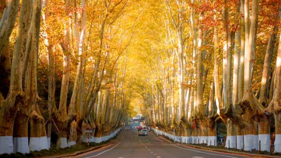 南京總統府+牛首山文化旅遊區+中山陵景區+美齡宮+夫子廟1日