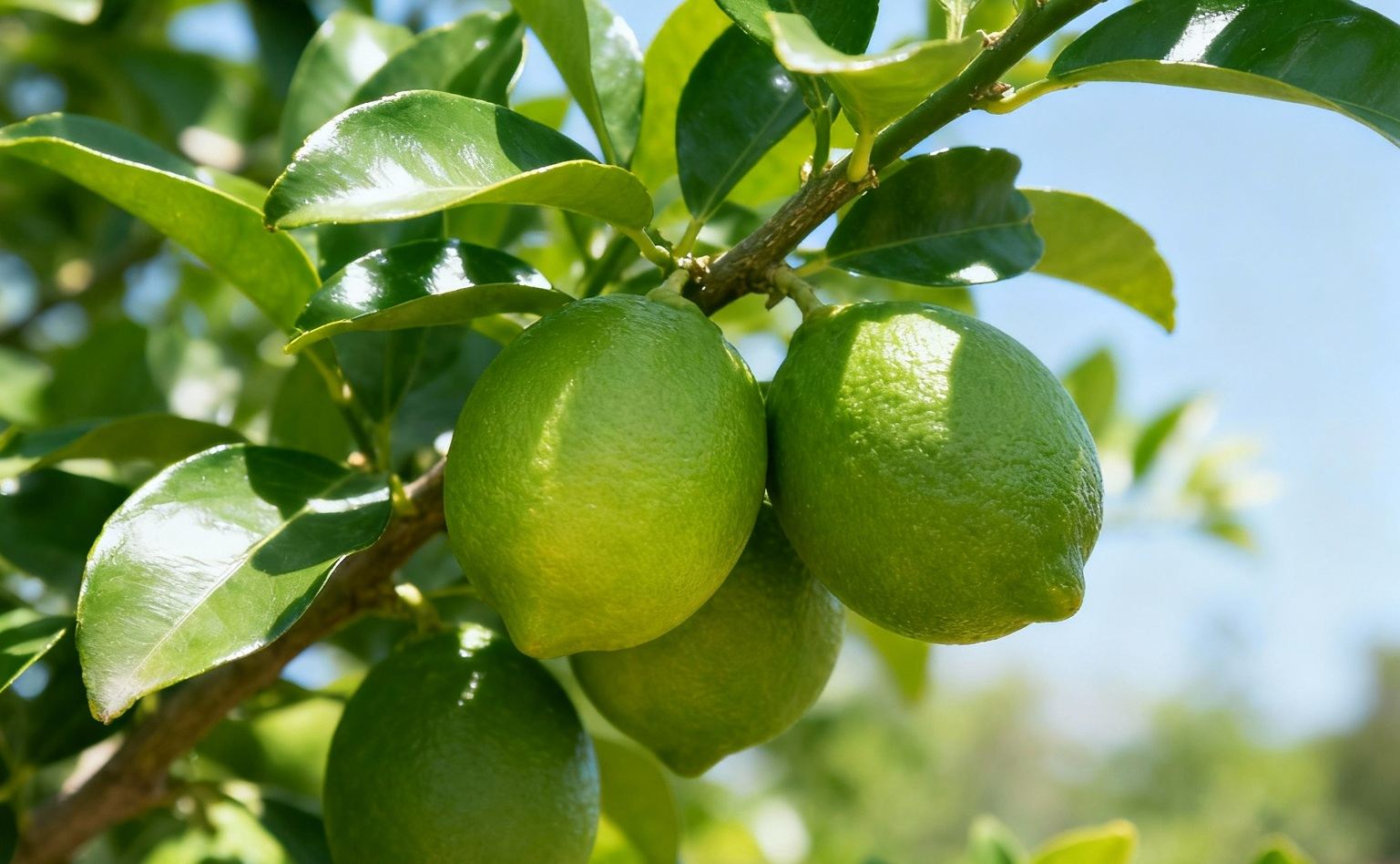 Xlife Organic Shop 레몬 라이프 컨셉 스토어