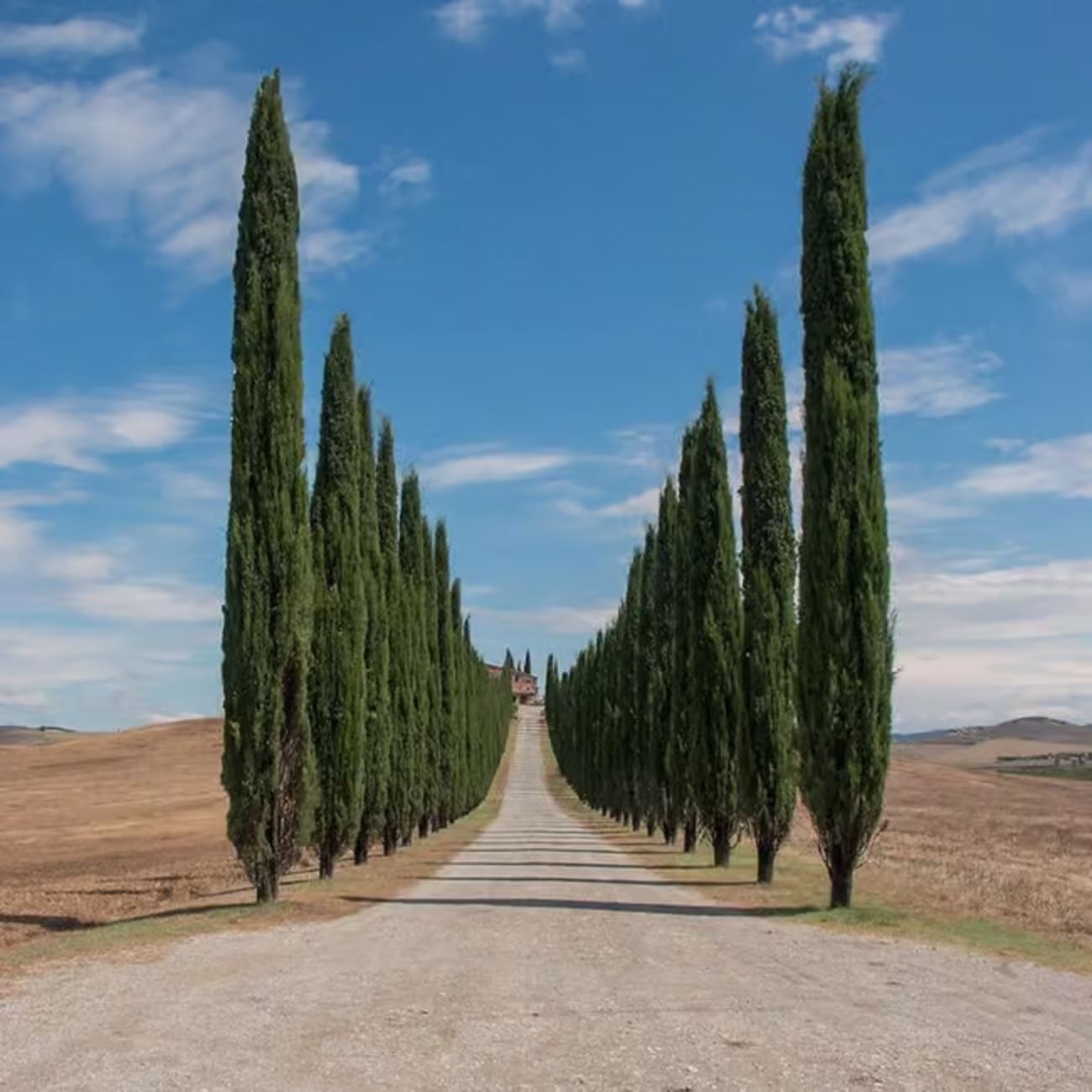 Da Roma: tour privato di un giorno in Toscana con degustazione di vini