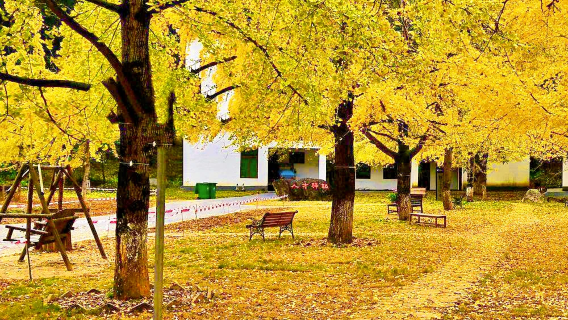 【季節限定】韶關南雄銀杏·帽子峰包車一日遊