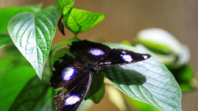 新加坡動物園+河川生態園包車一日遊