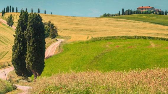 Chianti: Visita guiada desde Siena + Cata de vino y aceite de oliva