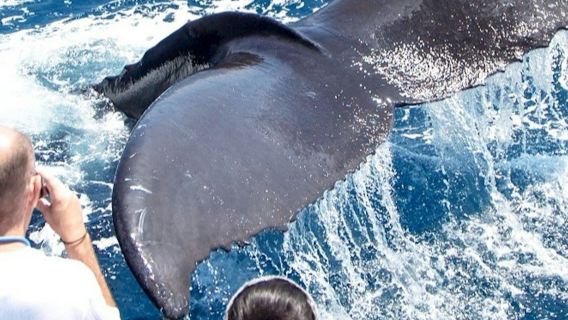 Los Angeles: Luxuriöse Walbeobachtungstour