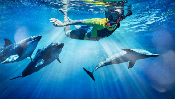 tour 1 ngày khám phá Biển Đỏ Ai Cập tại Hurghada với hoạt động lặn biển ngắm san hô, lặn sâu, đuổi cá heo và thăm đảo Thiên Đường bằng thuyền đáy kính