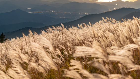 Departing from Osaka: 1-day tour to Kozu Oishi Highland, Shirahama Ocean Park, and Kimiidera Temple in Wakayama