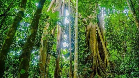 [Pure Fun] one-day tour of Xishuangbanna Wangtianshu attraction