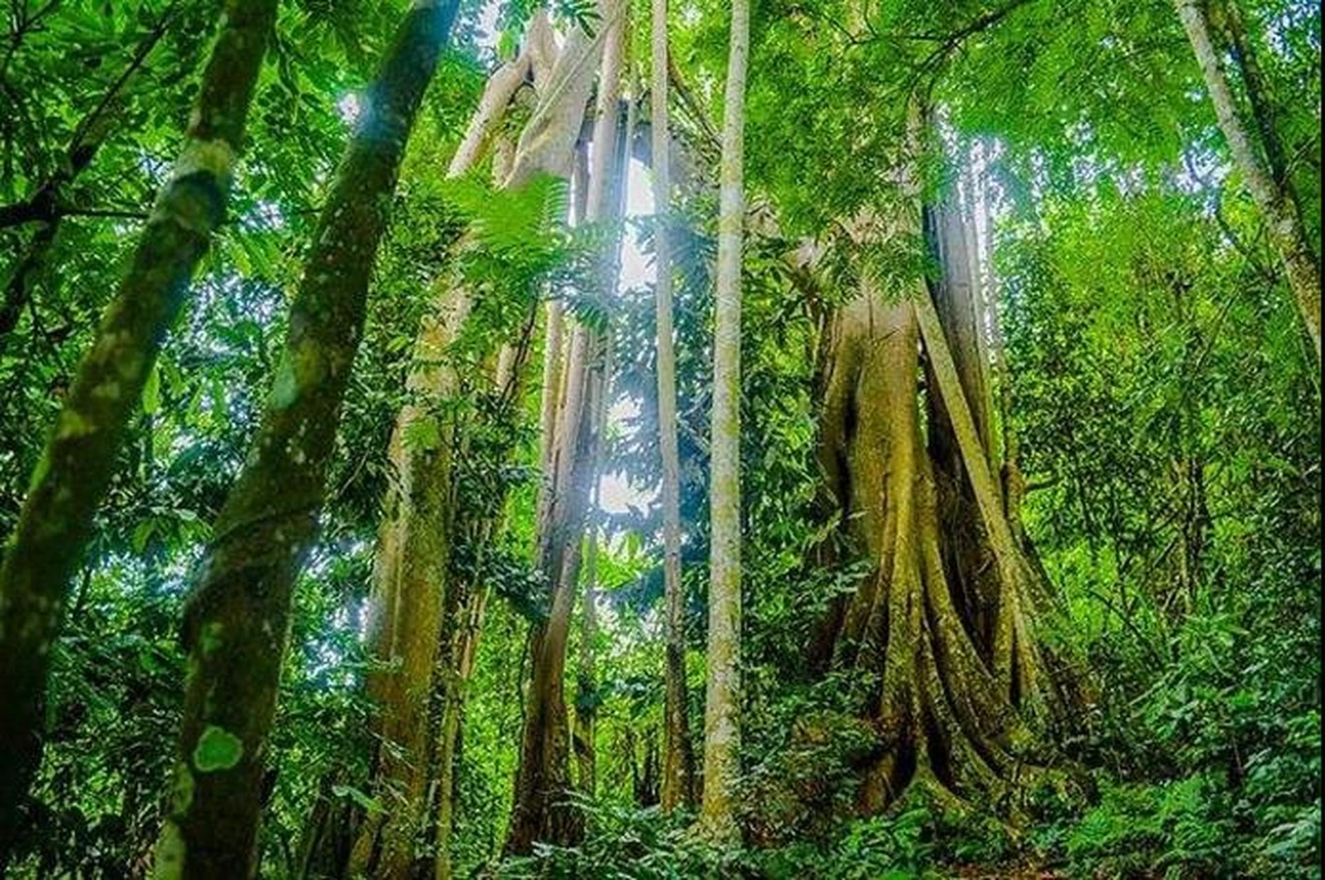 [Pure Fun] one-day tour of Xishuangbanna Wangtianshu attraction