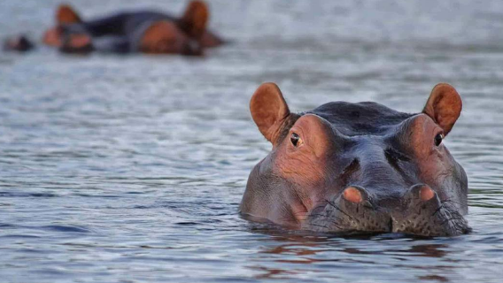 Kenya · Nairobi · Lake Naivasha|Customized Itinerary/Transfer Service/Point-to-Point Transportation