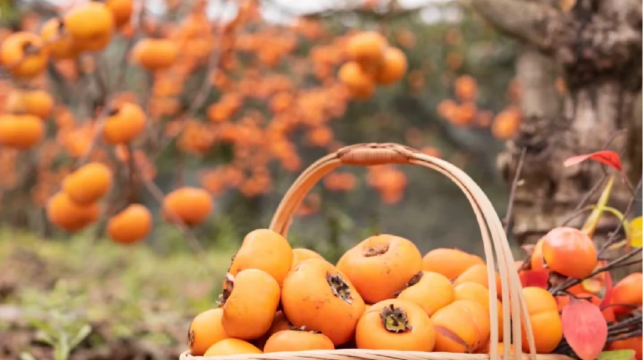 恭城柿子園（泗安村）+紅岩村一日遊（獨立成團+中文司機）