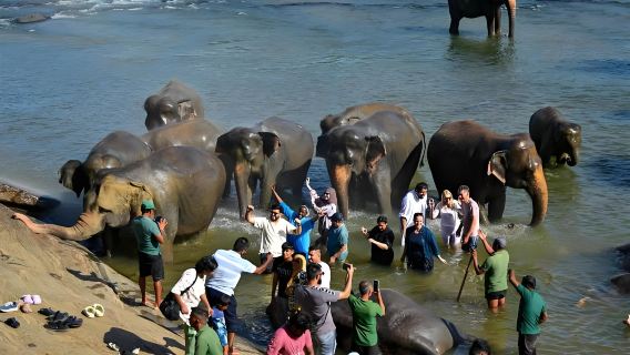 Sri Lanka: Wynajem samochodu z kierowcą w okolicach Kolombo: Targ rybny w Negombo + Sierociniec dla słoni + Zachód słońca na Lwiej Skale