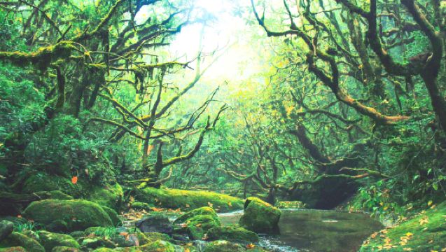 6公里下車即達毛毛球原始森林