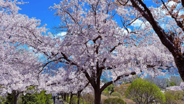 1-day tour in Hokkaido, Japan: Cape Kamui + Temiya Park + Mount Tengu (cherry blossom viewing limited)