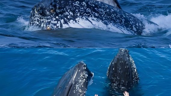 Depart from Christchurch, New Zealand + Kaikoura whale watching + seal colony viewing (adjustable itinerary)