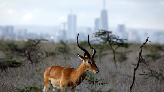 Ol pejeta conservancy in Kenya with optional vehicle type