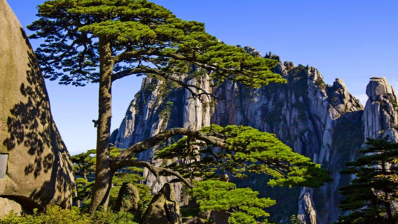 [Pequeno grupo privativo] Passeio de um dia em Huangshan | Traslado em Tangkou/Huangshan + opção multilíngue