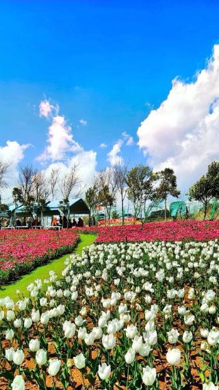 Tour around Dianchi Lake: Haihong Wetland + Fishing River + Yunhai Flower Fields + sunset at Haiyan Village