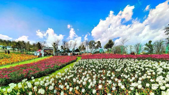 Tour around Dianchi Lake: Haihong Wetland + Fishing River + Yunhai Flower Fields + sunset at Haiyan Village