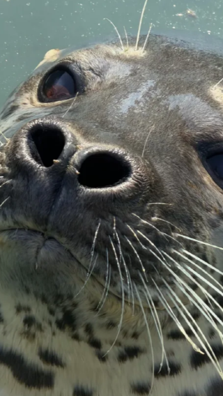Family-friendly 1-day tour to Yantai Bajiao Bay beachcombing + seal feeding at Seal Bay + Tonghai Road check-in