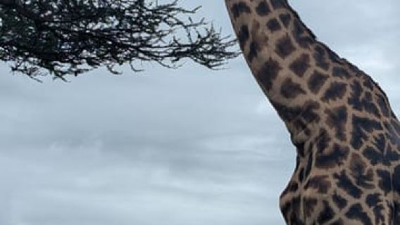 From Moshi: Tarangire National Park Full-Day Safari Tour