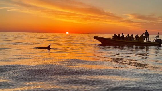 Alcudia: Sunrise Dolphin Watching with Free Hotel Pickup