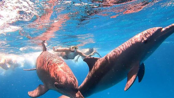 샤름 출발: 화이트 아일랜드와 라스 모하메드 스노클링 투어