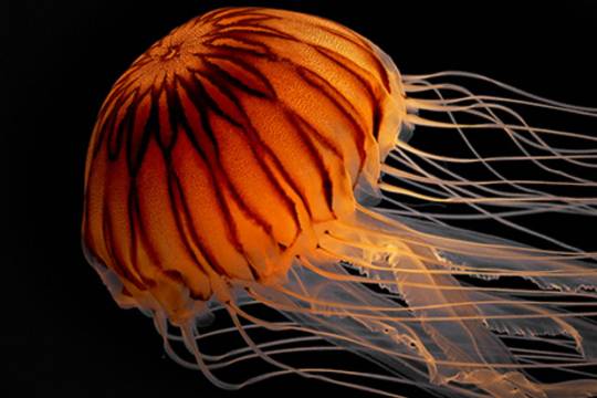 大阪城+大阪海遊館+安藤百福發明紀念館一日遊