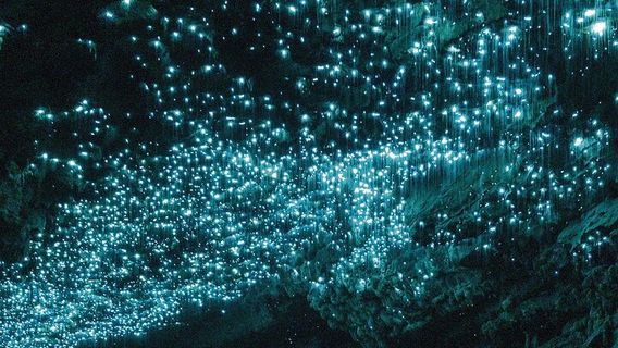 Waitomo CavesTours