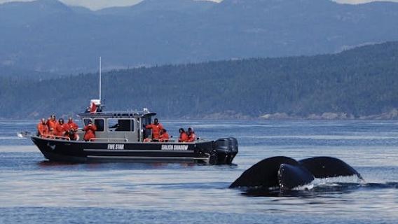 Marine wildlife & whale watching tour in Victoria