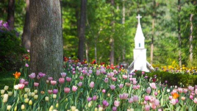 Nami Island + Gangchon Railbike + The Garden of Morning Calm One Day Tour (Depart from Seoul)