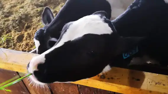 サバデサ牛牧場、スカイミラー、ペランギビューポイント＆ローカルマーケット日帰りツアー