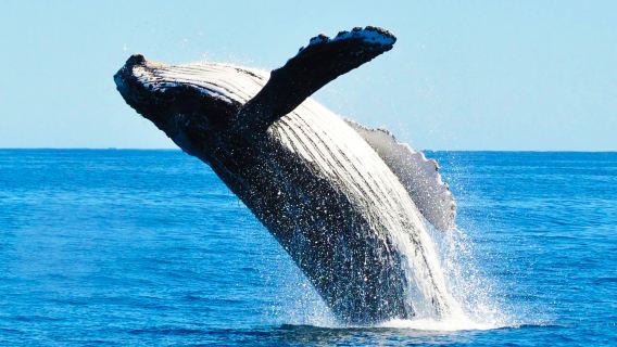 雪梨出海觀鯨遊船Ocean/Fantasea/GWW/小黑船/小白船/小灰船/OZ/Thunder/庫克船長多遊船·快艇多時段可選