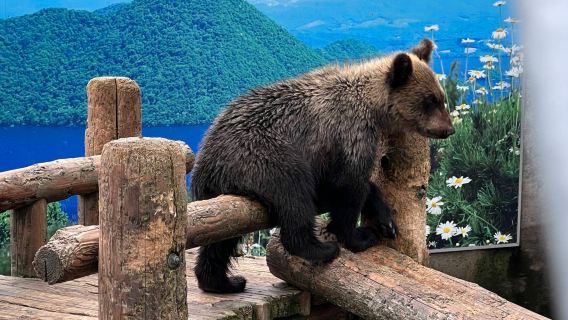 Hokkaido Natural Beauty 1-day Tour: Lake Tōya + Showa-shinzan + Noboribetsu Bear Park