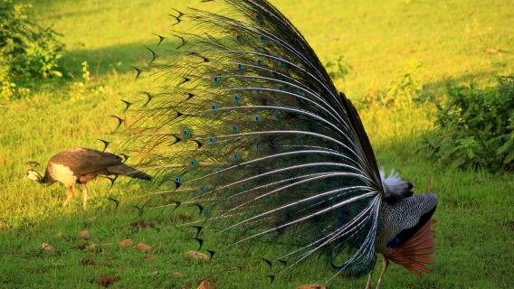 Exclusive : Afternoon Yala Safari with Beach BBQ Dinner