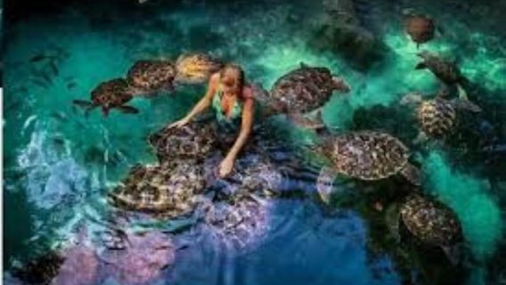 Zanzibar: Swim with Dolphins & Turtles visit at the Aquarium