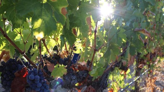 Porto: Tur Lembah Douro dengan Makan Siang, Pelayaran Perahu & Pencicipan