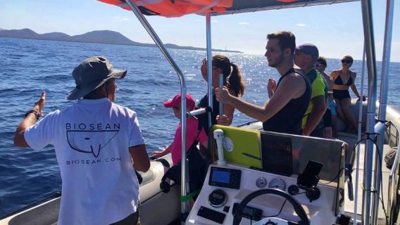 Tenerife: Tur Perahu Pengamatan Paus bersama Ahli Biologi Kelautan