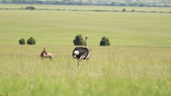 Nairobi: Maasai Village Day Trip with Guided Tour. AW
