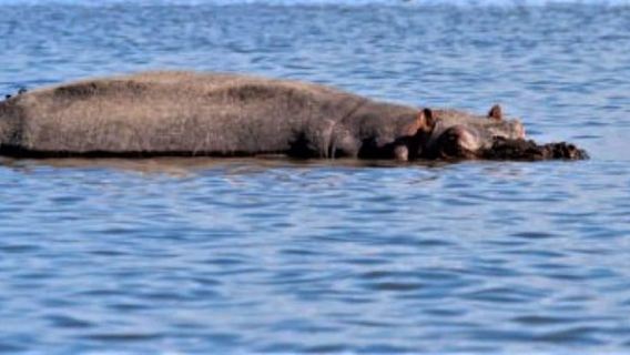 Lake Naivasha Boat ride and Crescent island walking safari