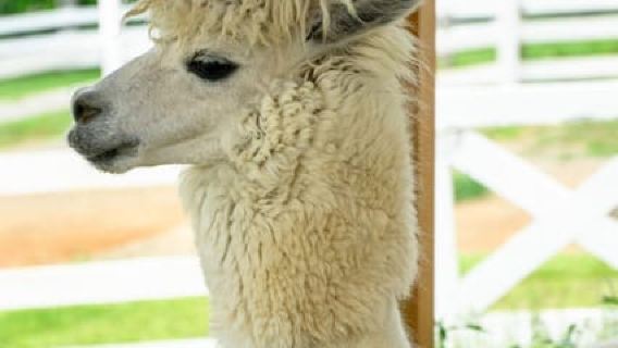 Dari Nagoya: Kenaikan Berpandu Kamikochi di Pergunungan Alps Jepun