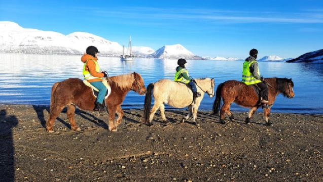 Tromsø: Experiencia de paseo a caballo en verano en Lyngen