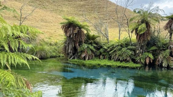 奧克蘭包車一日：遊清冷藍泉-逛地熱公園-陶波湖上觀胡卡瀑布
