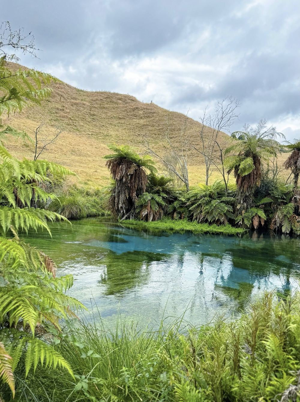 奧克蘭包車一日：遊清冷藍泉-逛地熱公園-陶波湖上觀胡卡瀑布