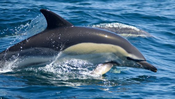  BEST SELLER   Benagil Caves and Dolphins - Biologist on board