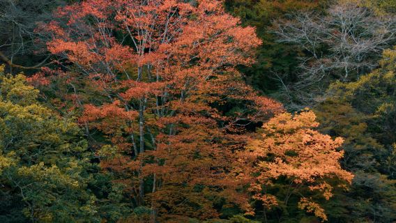 Kyoto Nara Fushimi Inari Taisha Arashiyama day tour (small group of 4-13 people)