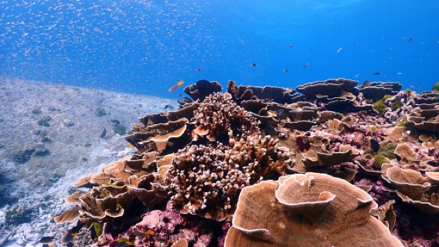 Schnorcheln auf den Similan-Inseln: Tagesausflug mit dem Speedboot