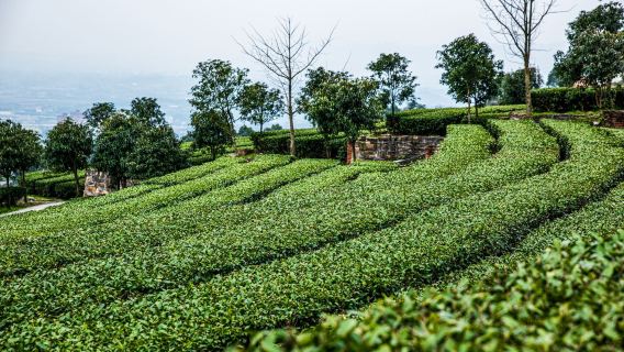 1-Day Chongqing-Yongchuan Tour: Songgai Ancient Town + Goddess Lake + Museum + Tea Mountain and Bamboo Forest